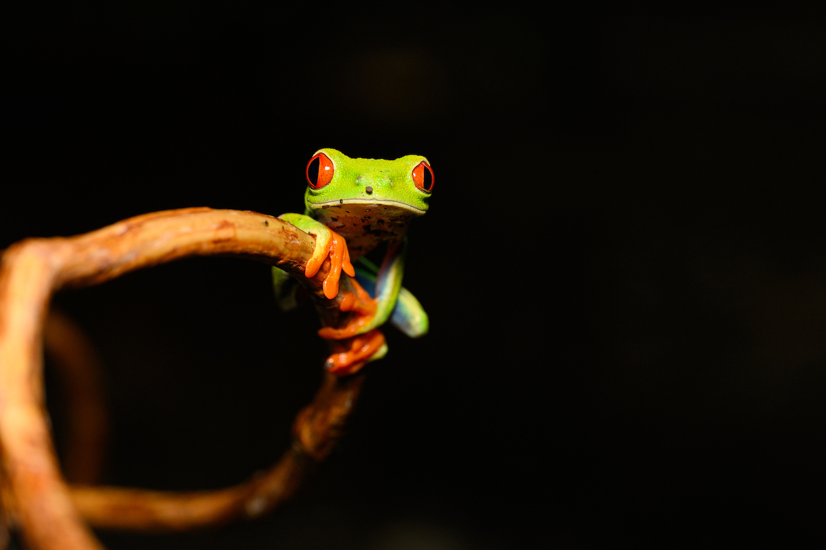 A small frog perched on a branch.