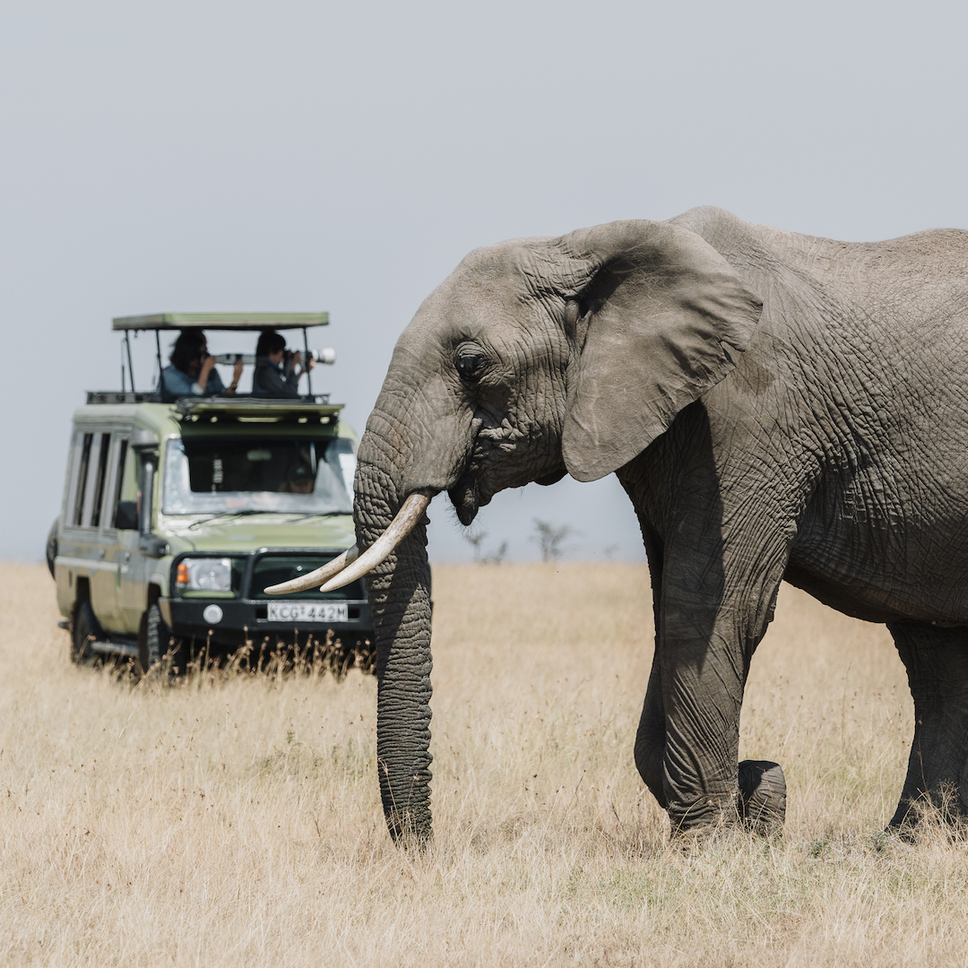 Close-up of an elephant walking past a safari vehicle in the grasslands.