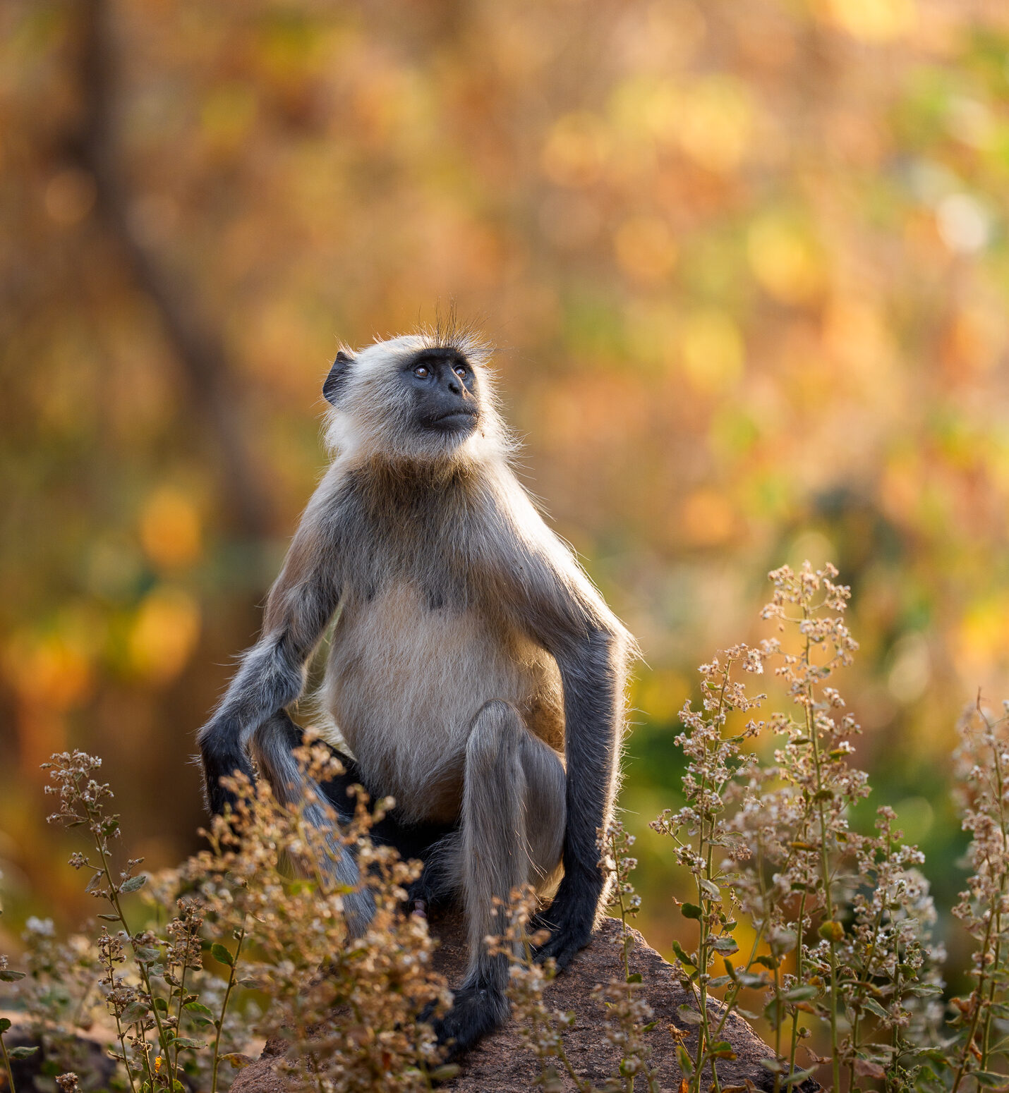 Monkey in the light