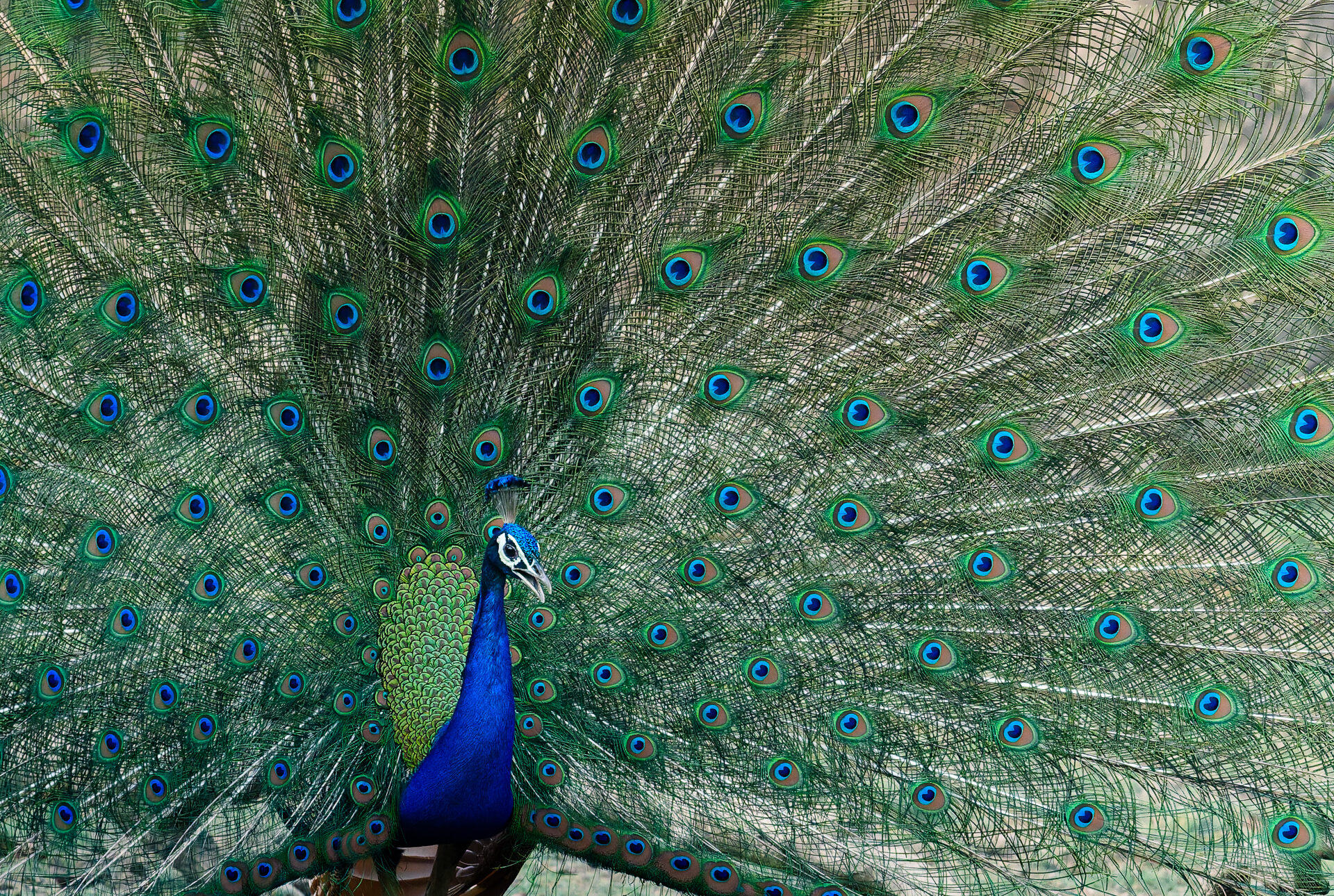 peacock
