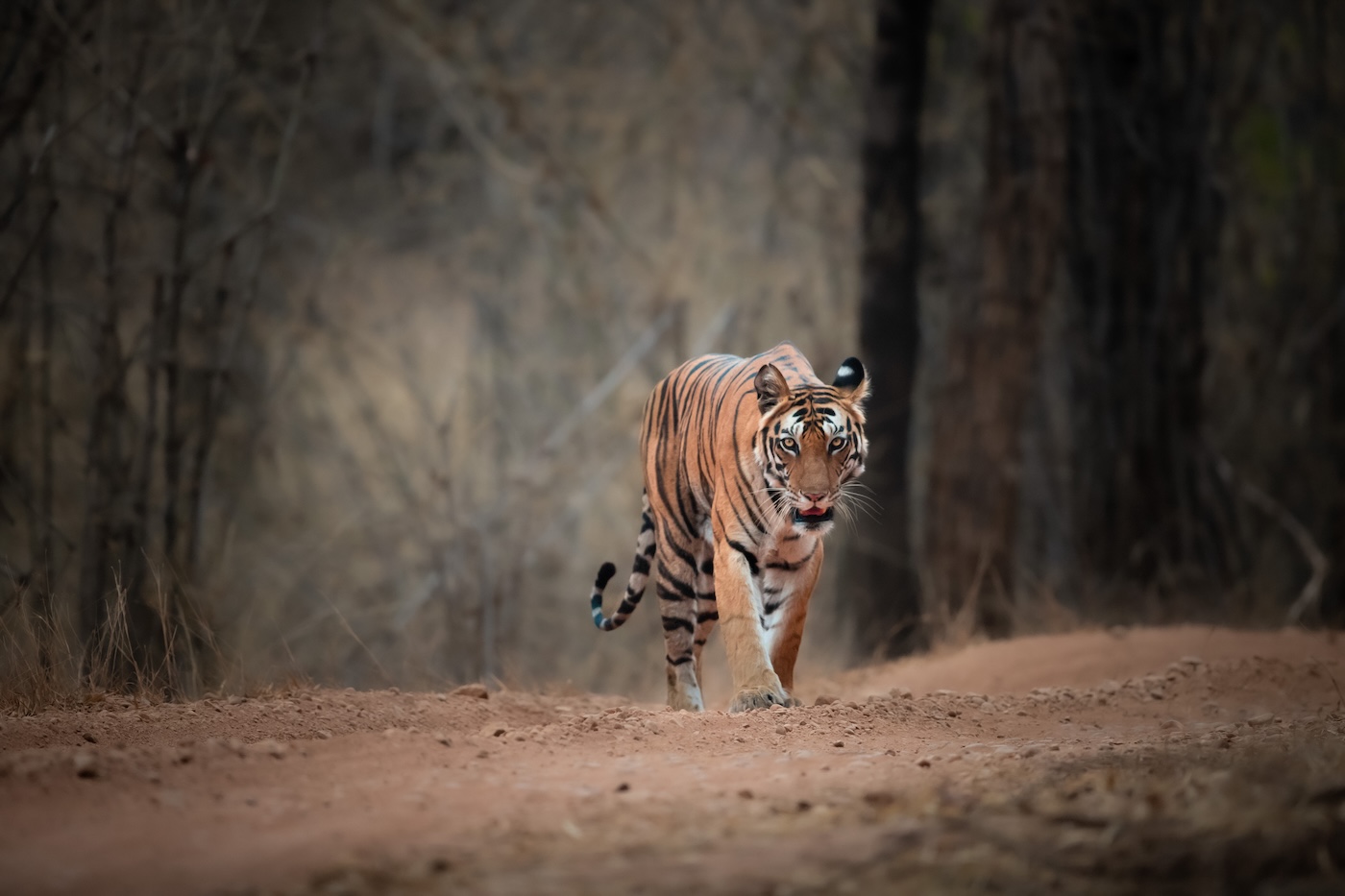 Tiger Photography Tips 