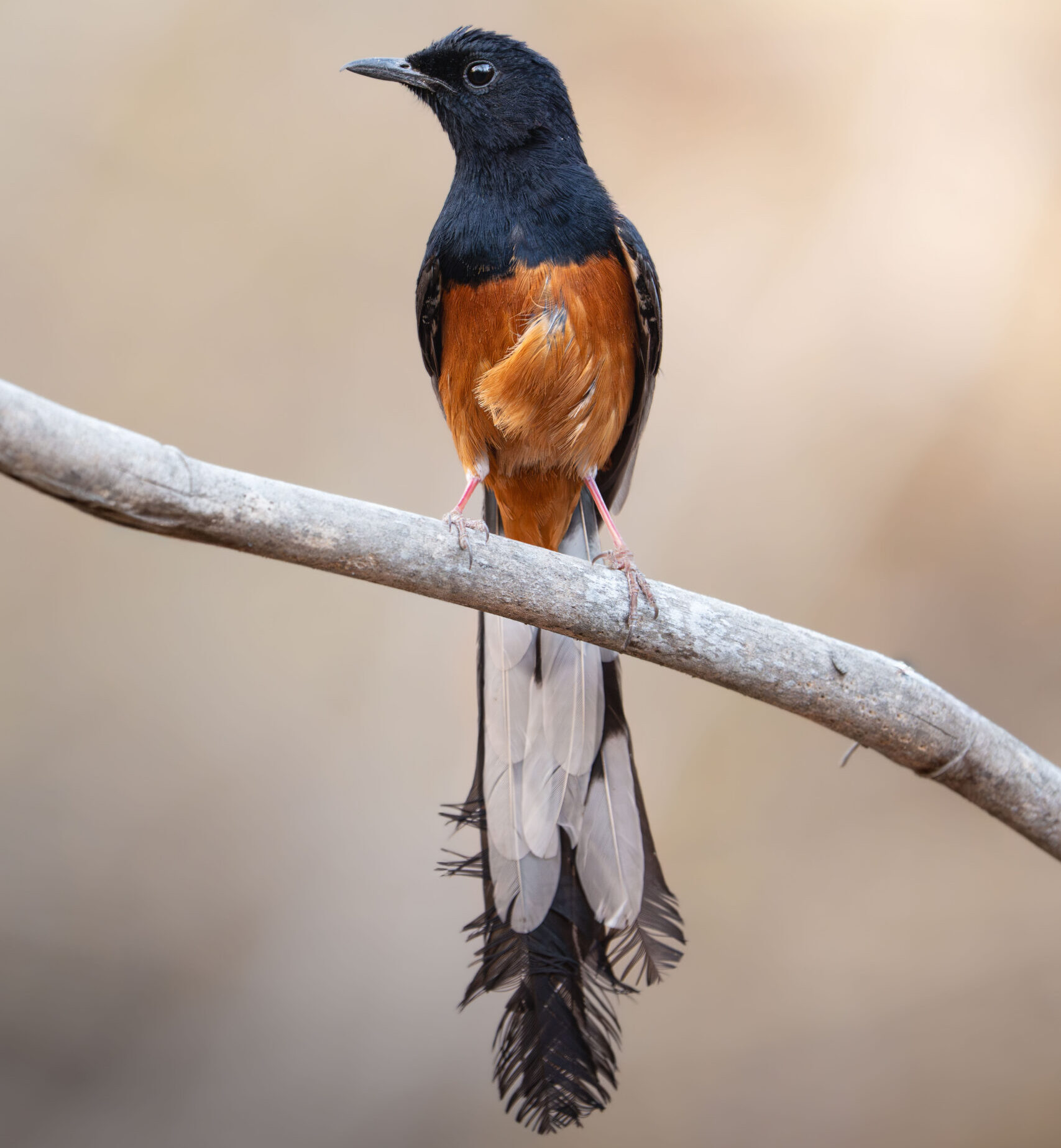 Bird India