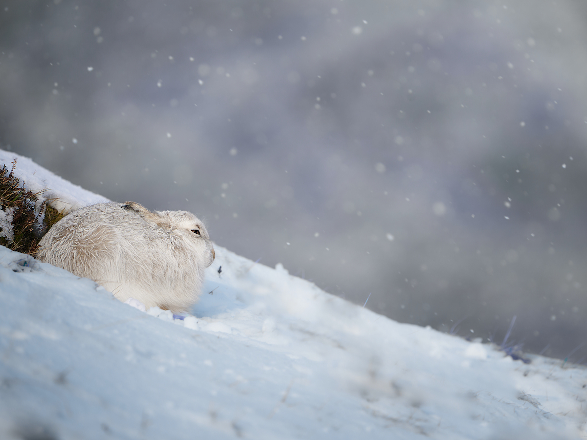 mountain hare rests on a snowy slope