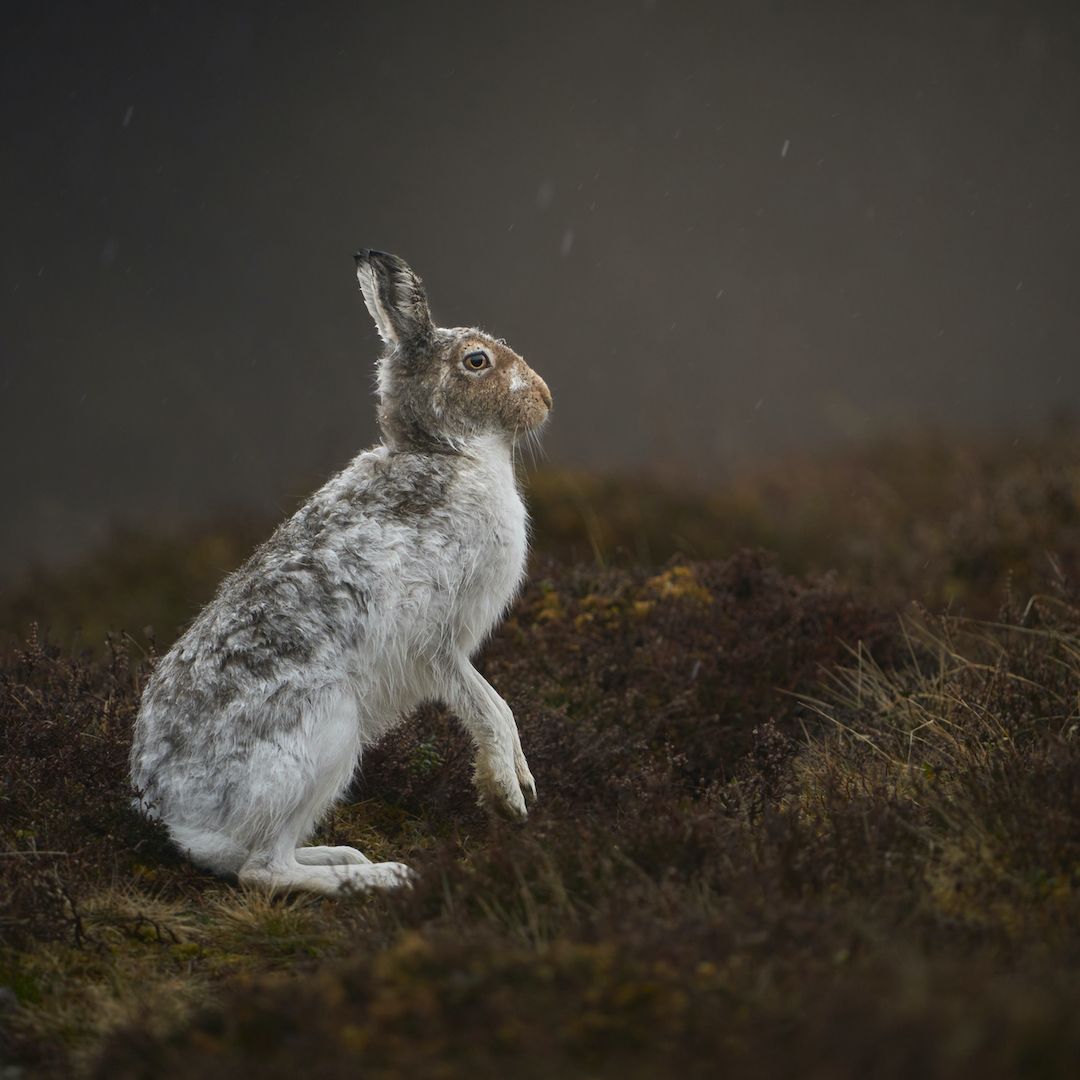 A mountain hare standing alert in the moorland