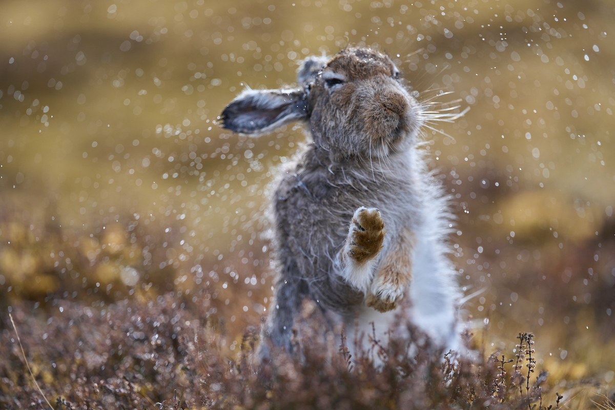 mountain hare stands in a field of heather, shaking off water droplets