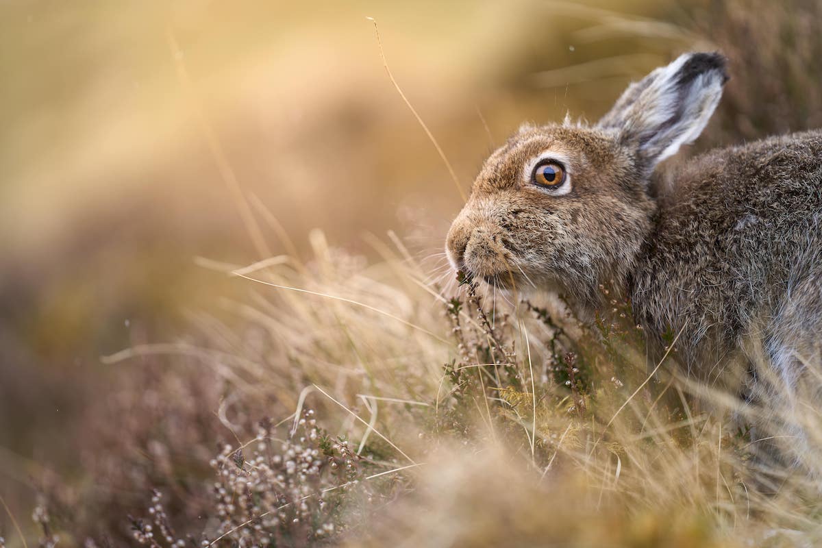 close-up of a mountain hare camouflaged among tall grasses and heather