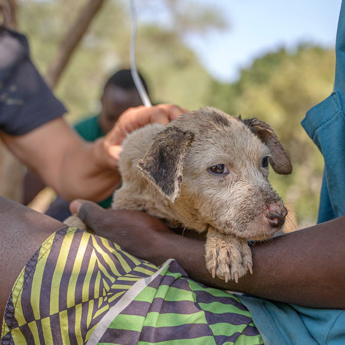 A tired puppy resting in someone's arms