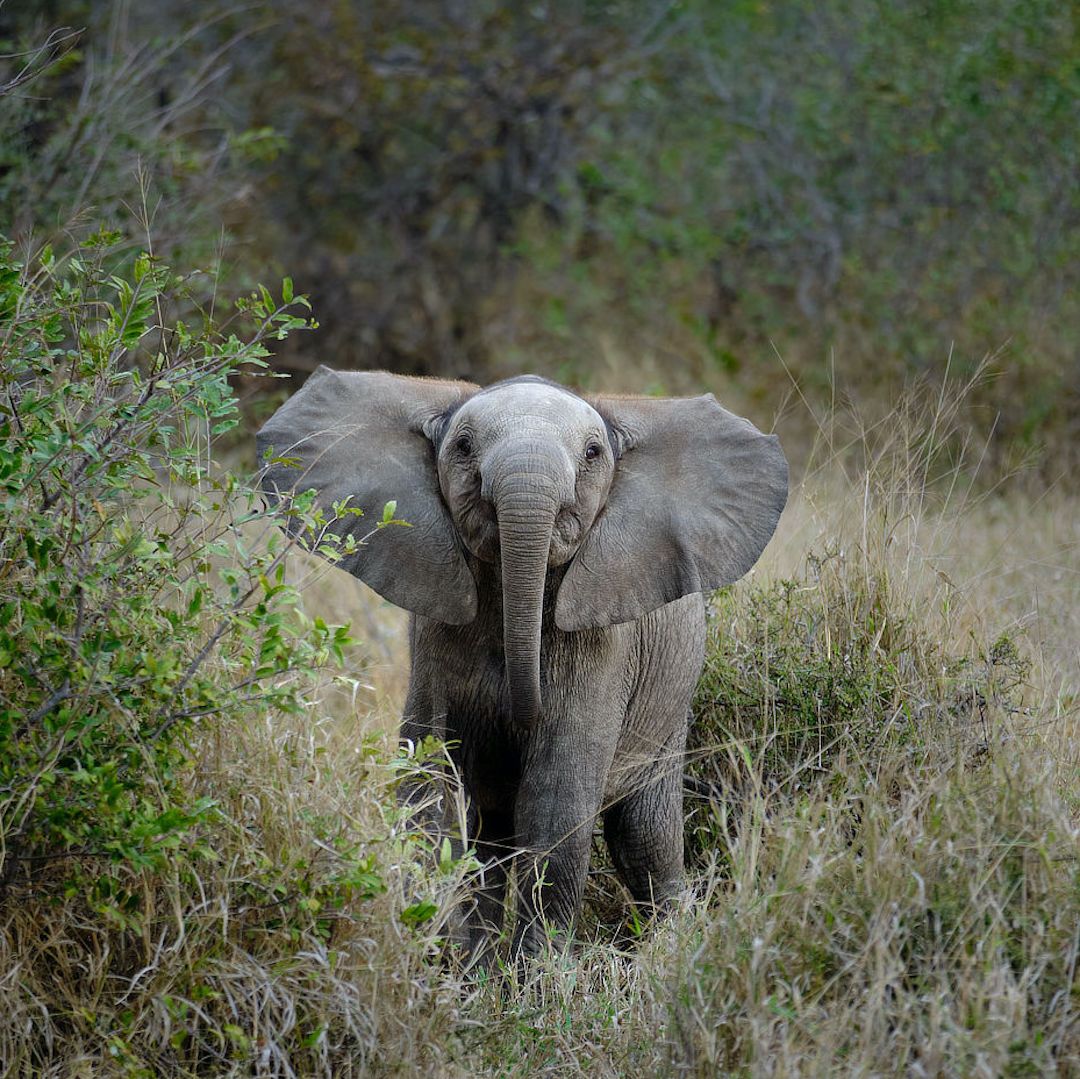 A baby elephant stands in a field of grass