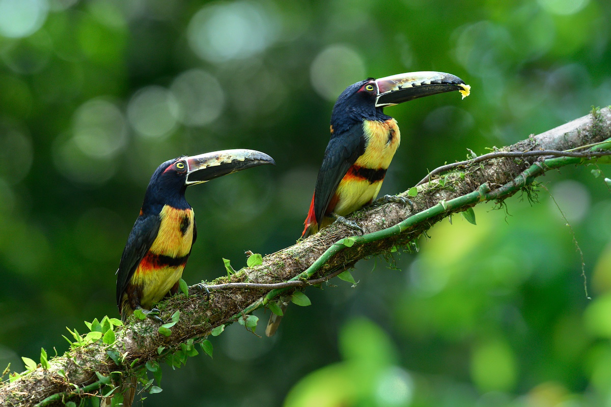 Two colorful toucans on a branch in a rainforest