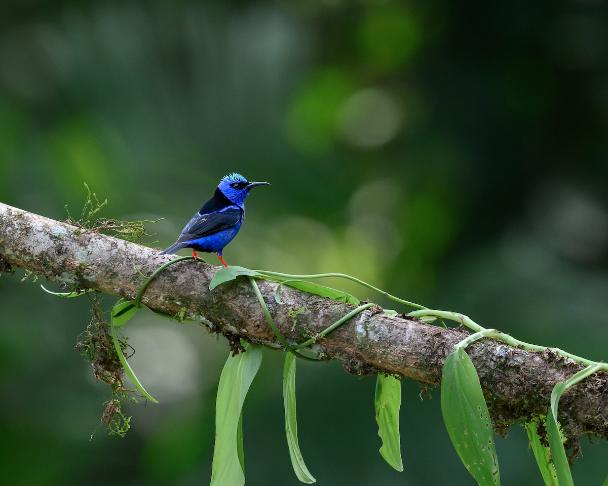 A small blue and black honeycreeper bird on a branch