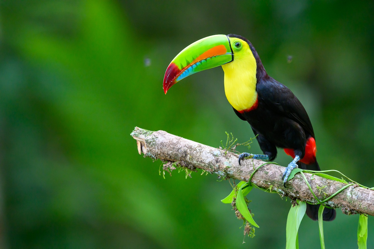 A keel-billed toucan with a bright beak on a branch