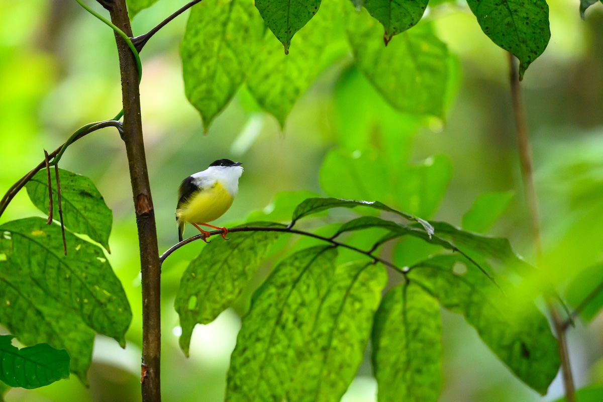 A small bird sits on a branch, surrounded by lush green leaves.