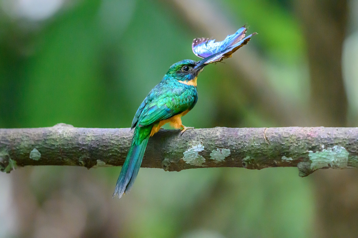 A jacamar bird with green feathers holding a butterfly