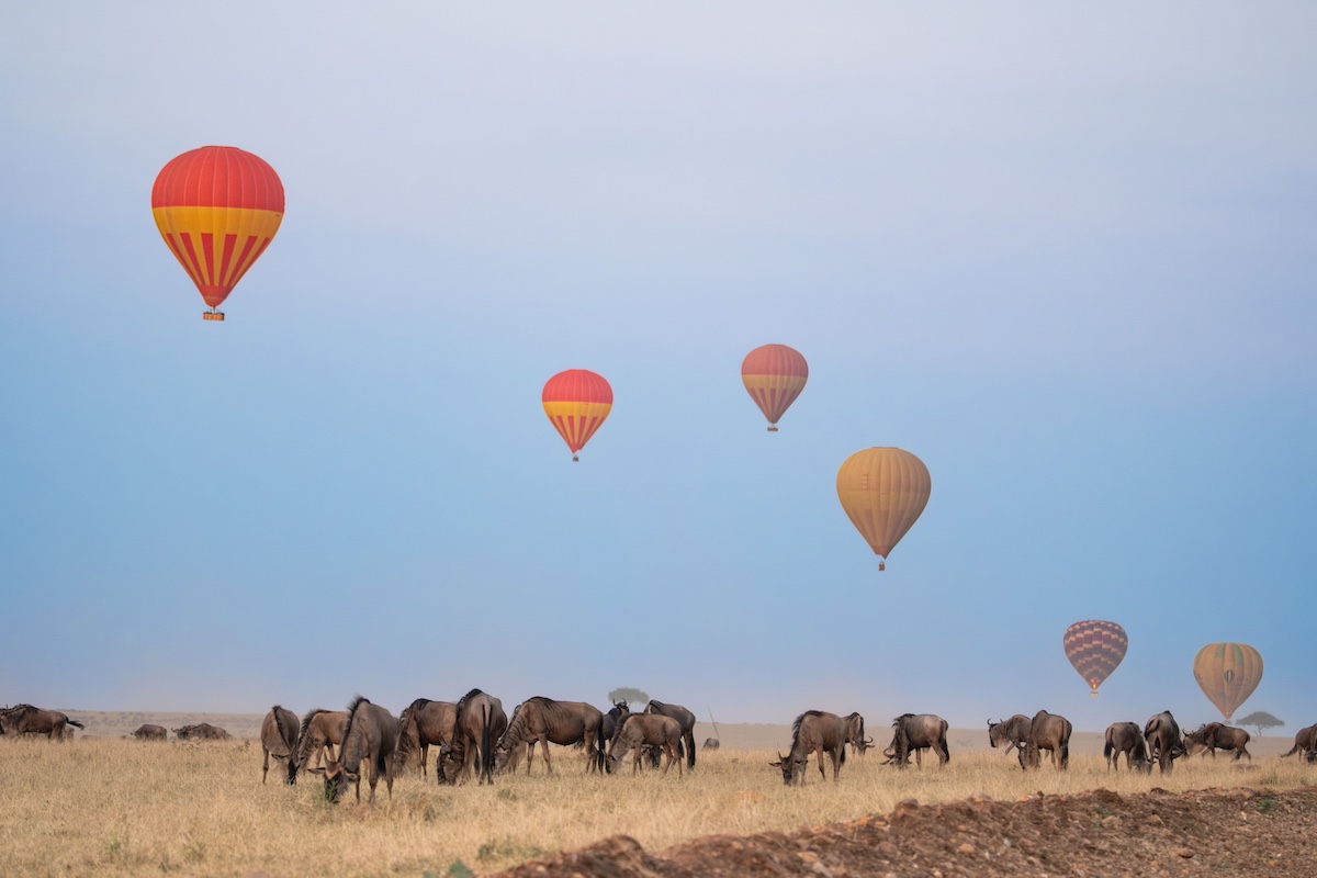hot air balloons floating in the sky above a group of wildebeest