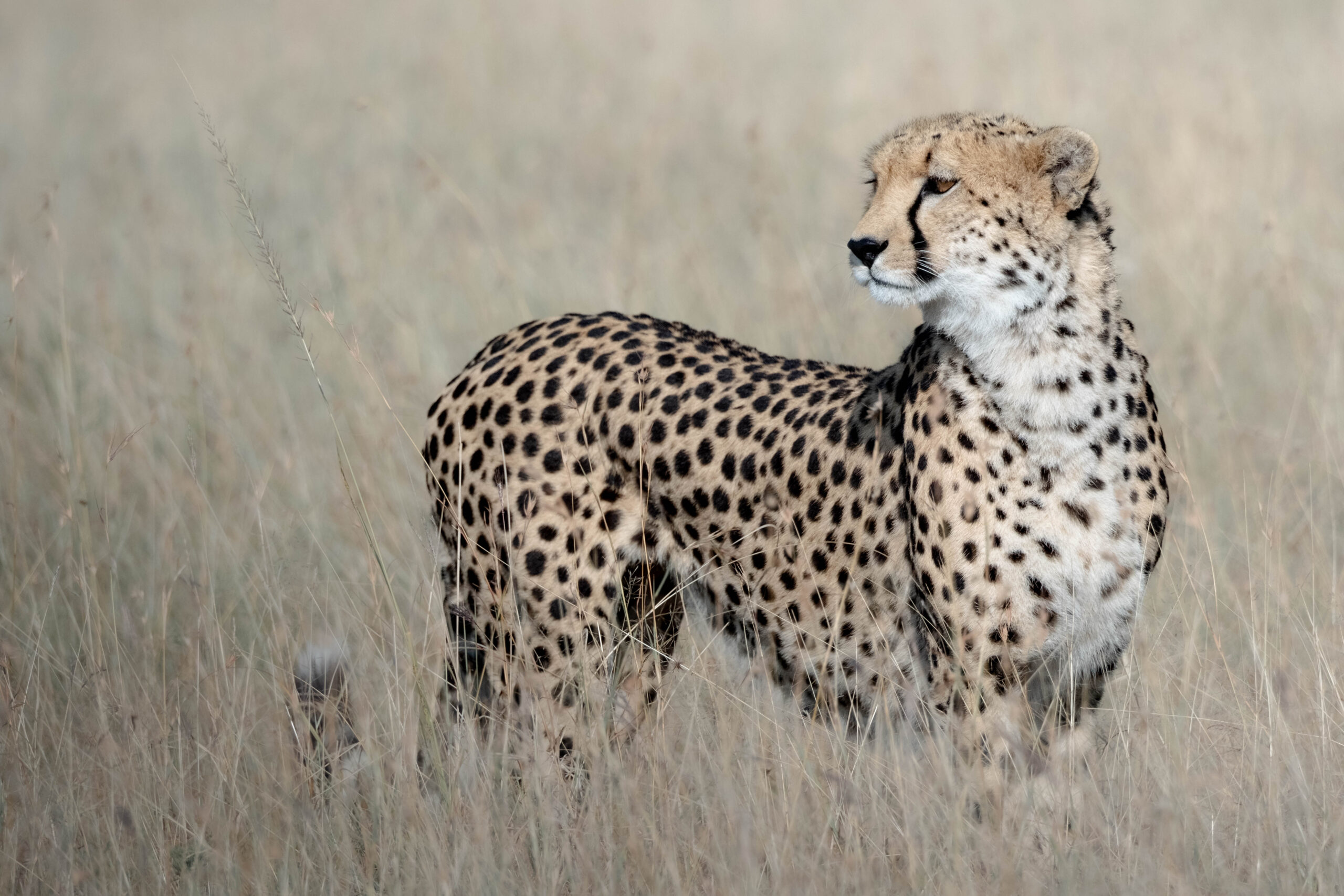 A cheetah stands in tall grass.