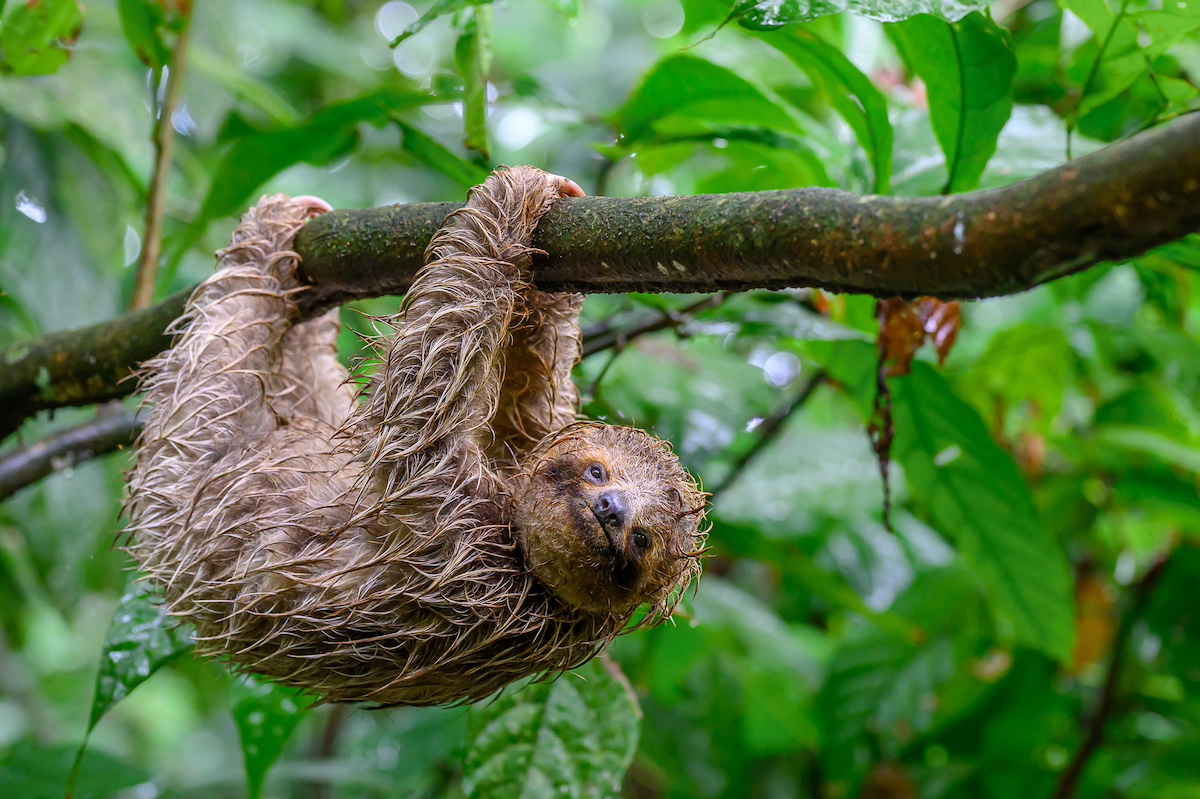 A sloth hanging upside down from a branch