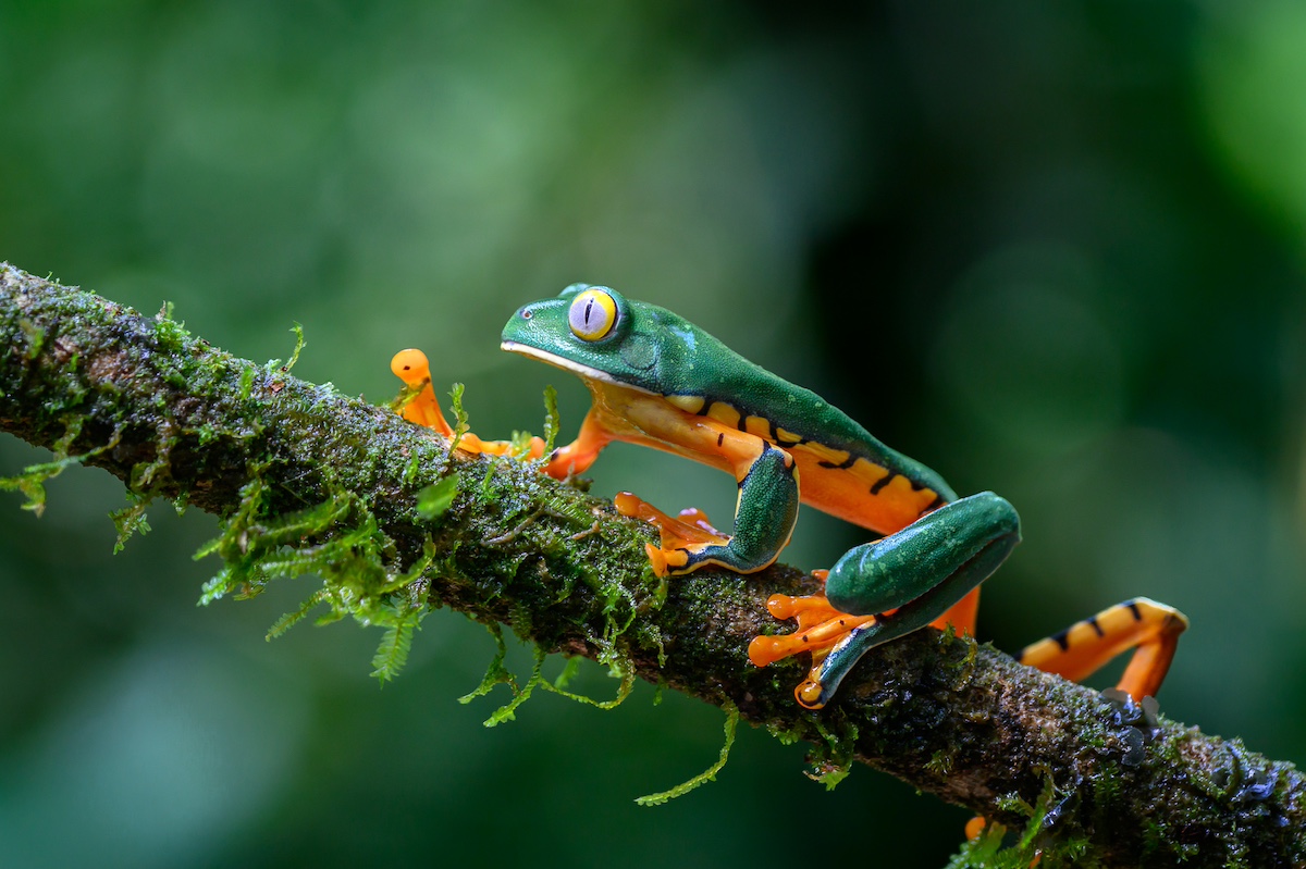 A green and orange frog perched on a tree branch