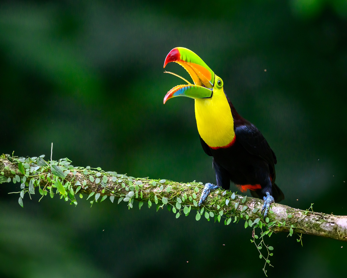 A colorful toucan perched on a branch with its beak open