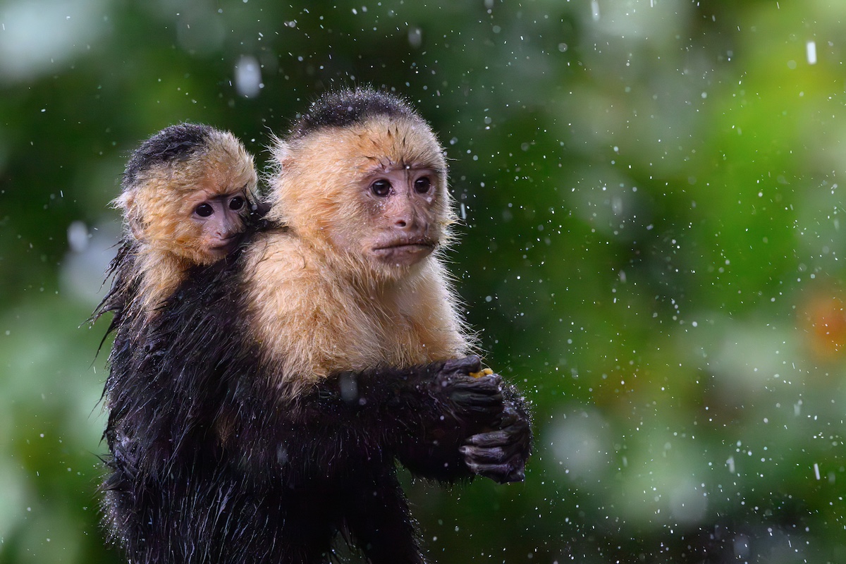 A white-faced capuchin monkey carrying a baby on its back in the rain