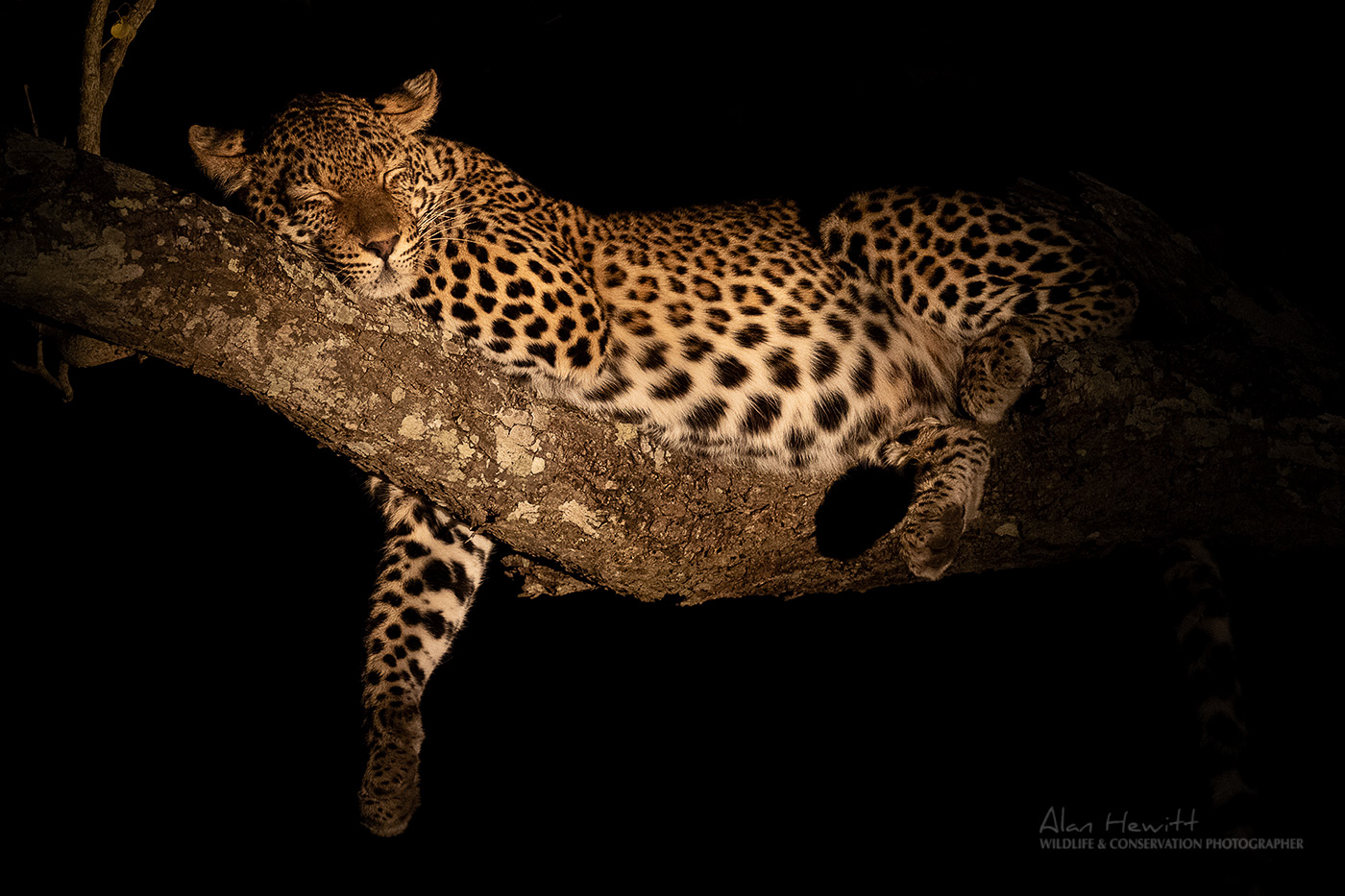 leopard sleeping on a tree branch at night