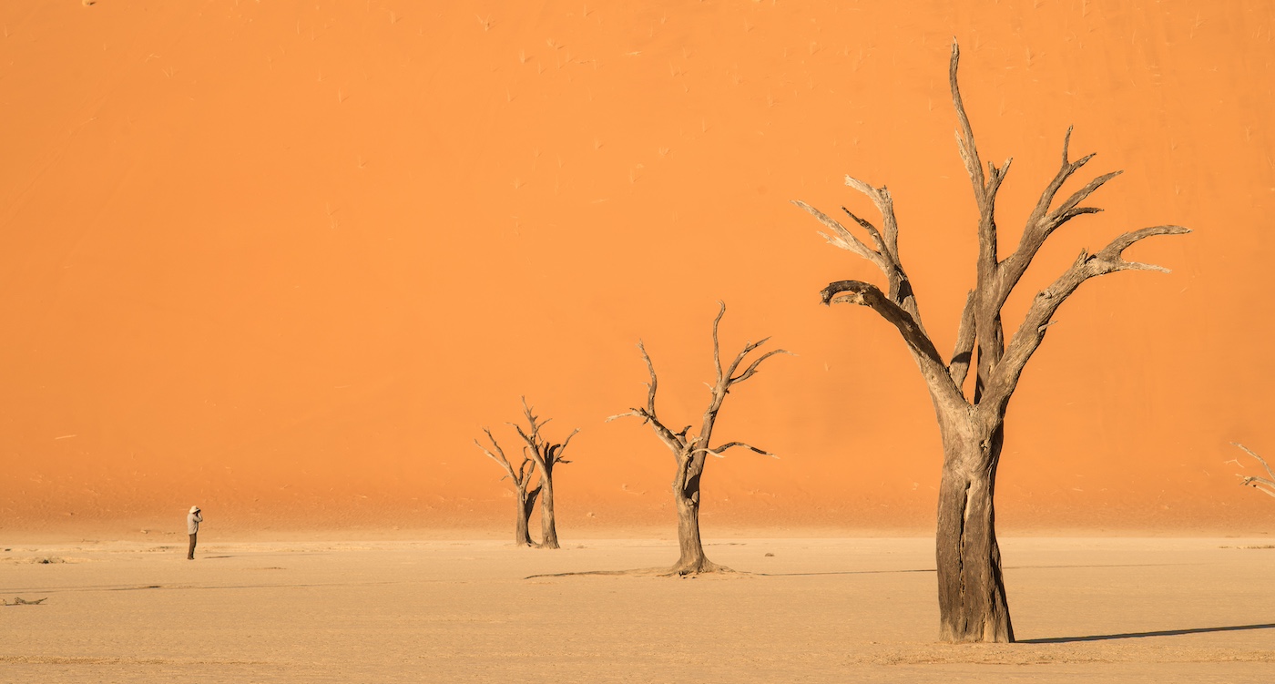 Dead trees standing in a dry desert landscape with a large orange sand dune