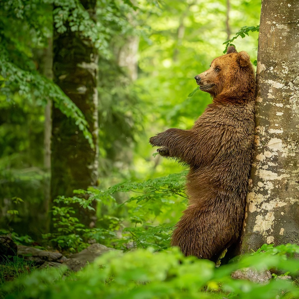 Bear photo tour Slovenia