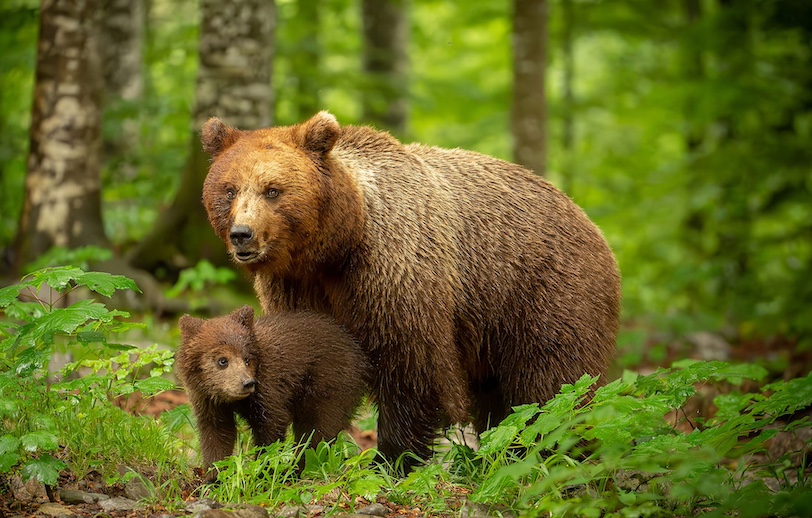 bear photo tour Slovenia_8