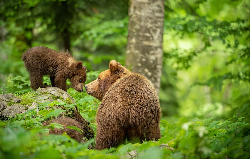 bear photography Slovenia_5