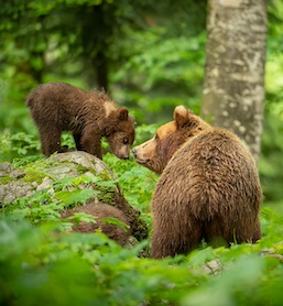 bear Slovenia photo tour