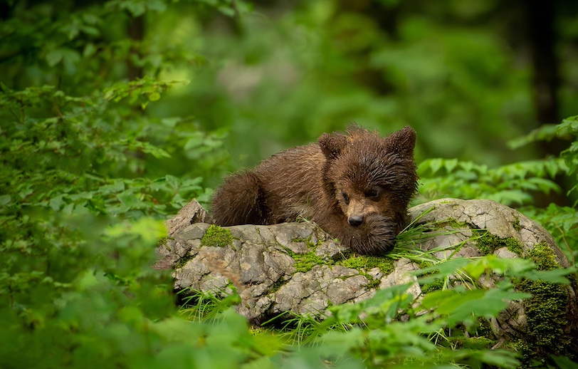 bear photo tour Slovenia_6