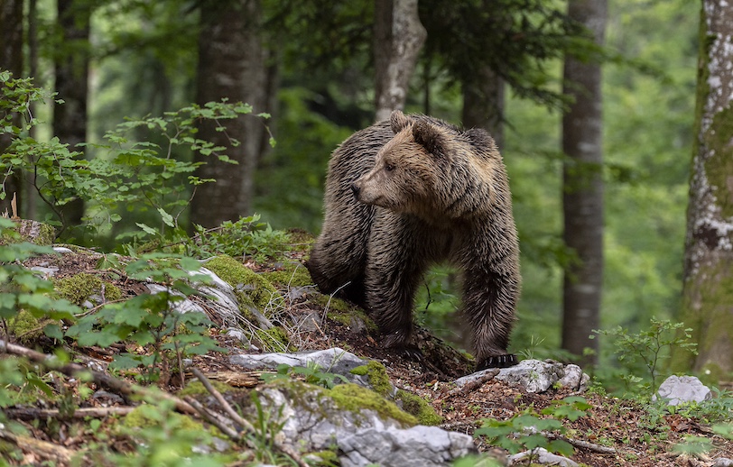 bear Slovenia photo tour_2