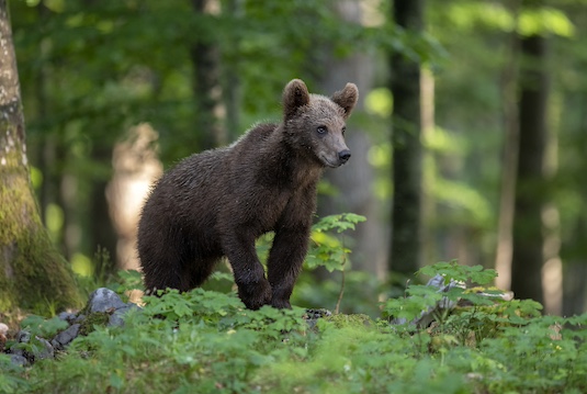 bear Slovenia photo tour