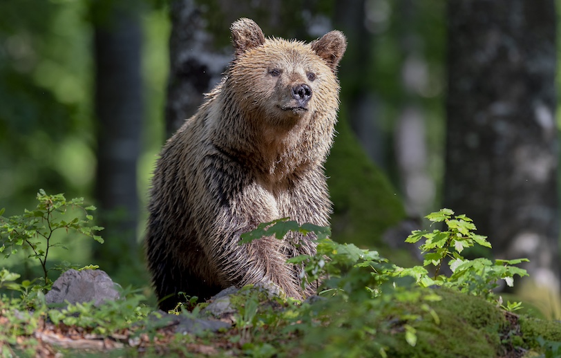 bear Slovenia photo tour_10