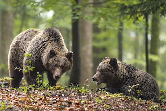 bear Slovenia photo tour