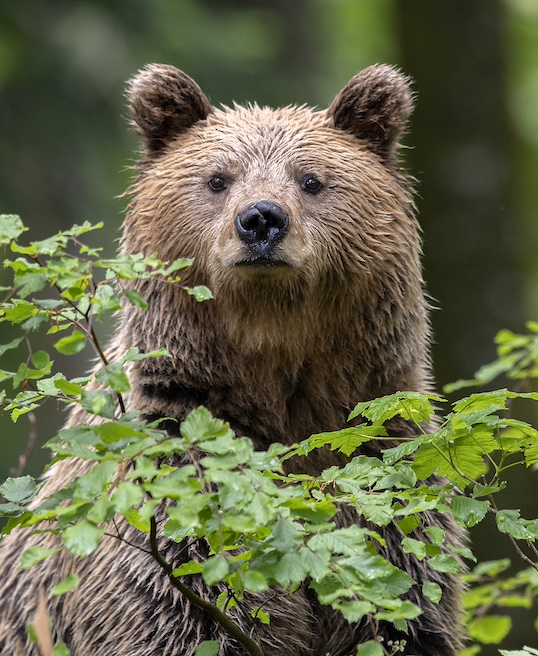 Bears Slovenia photo tour