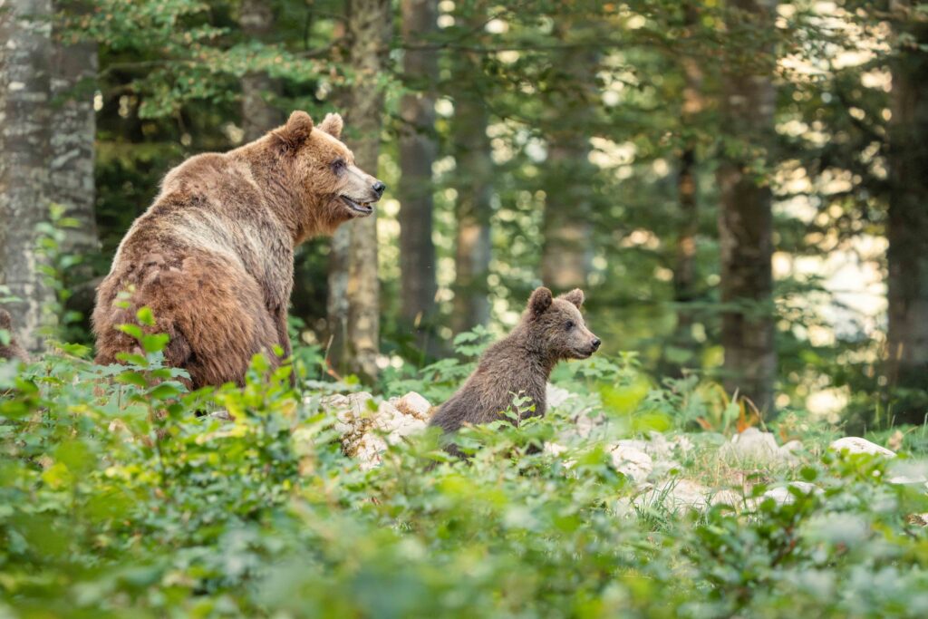 Bears of Slovenia Photo Tour