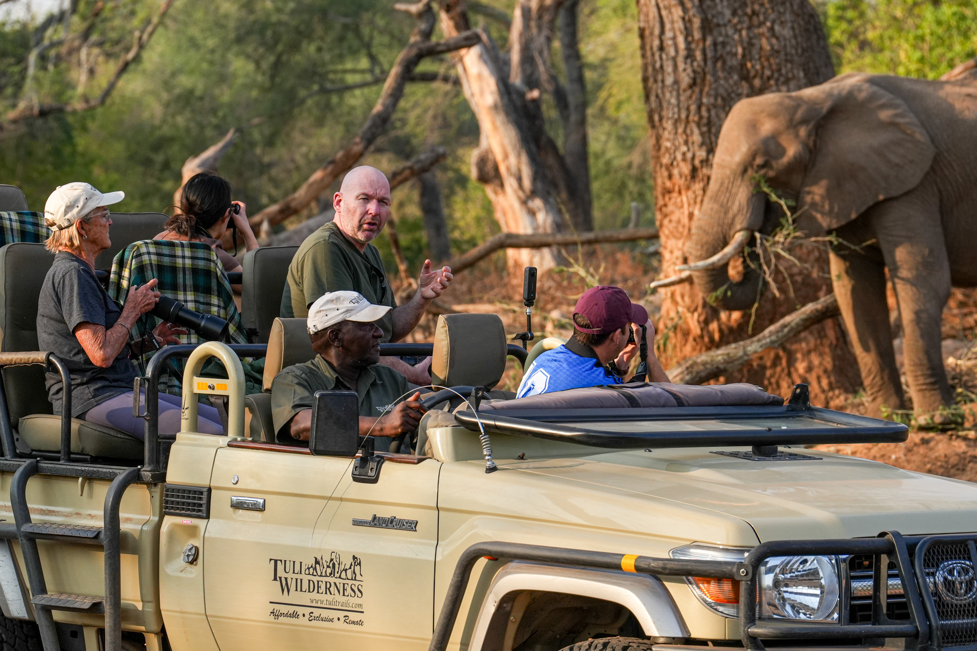 Safari tourists photograph an elephant eating near a tree.