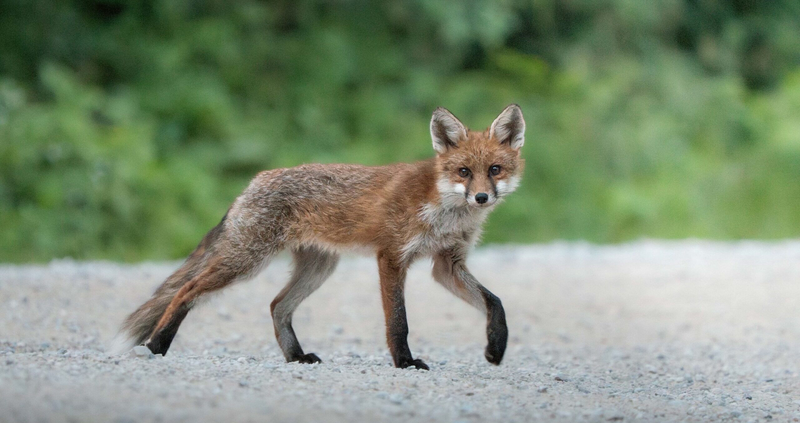 Fox crossing the road looking at the camera