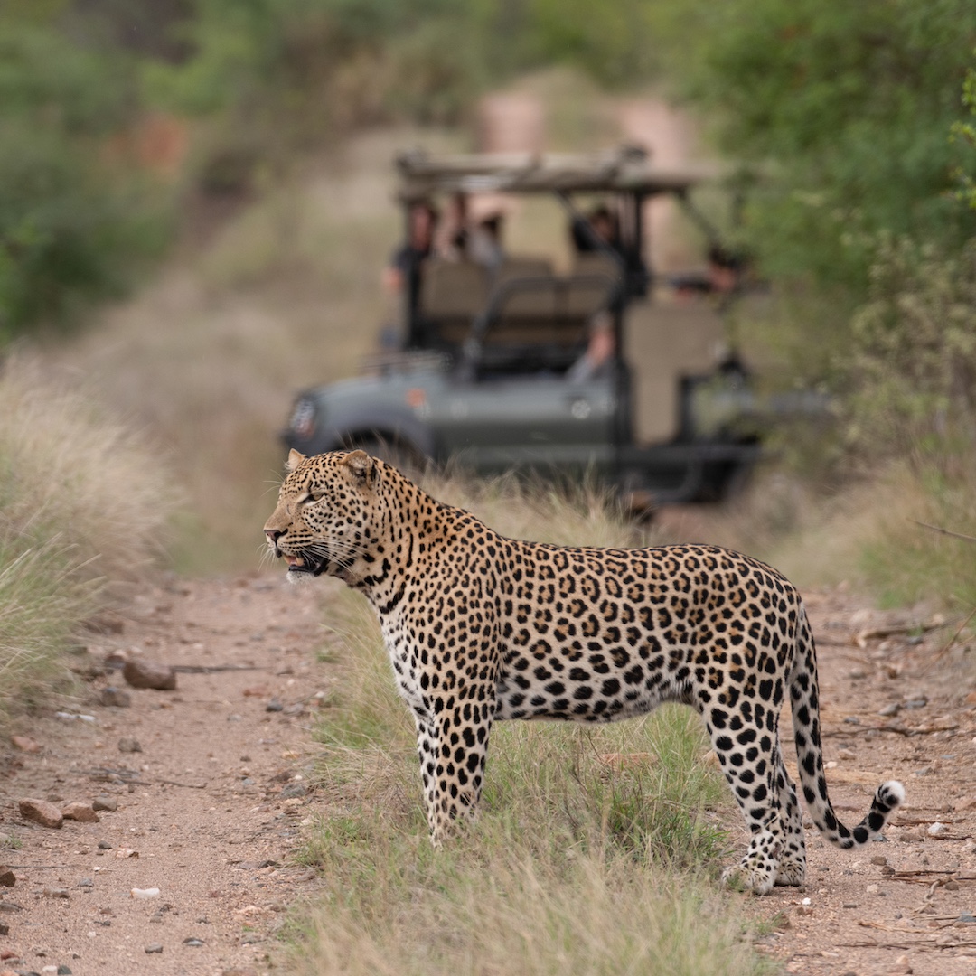 A leopard standing on a dirt road surrounded by grass, with a safari vehicle and passengers observing in the background.