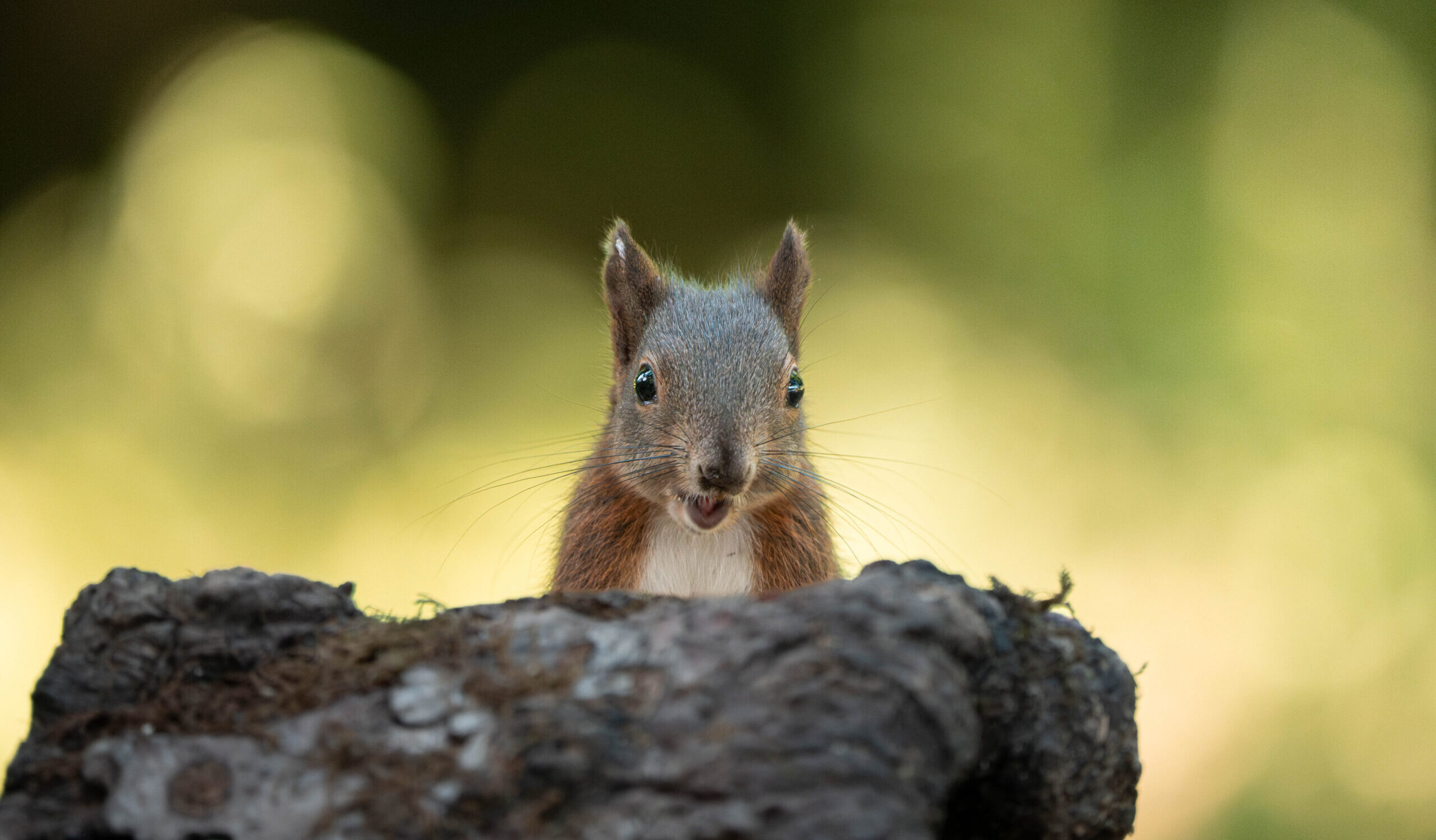 Squirrel peeping over a log