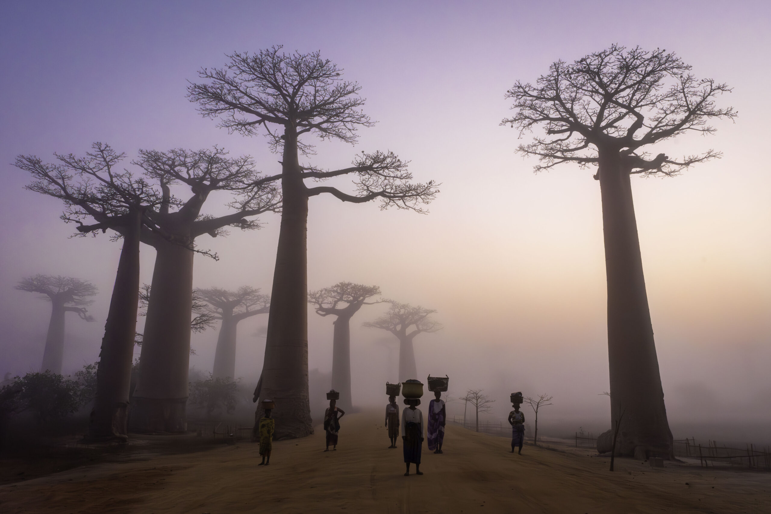 People walking along a dirt road lined with tall baobab trees