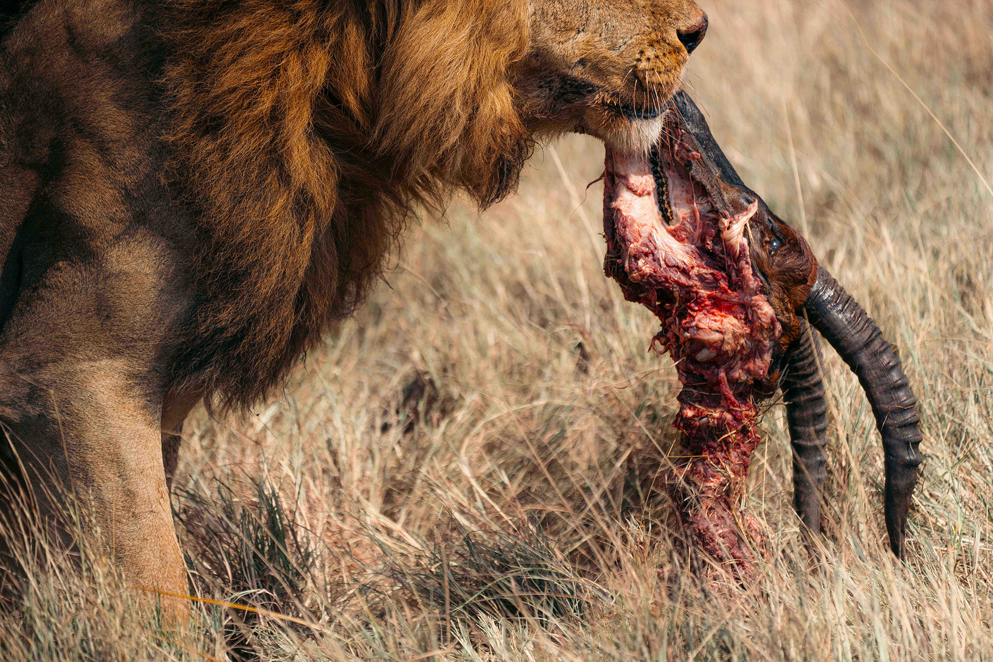 A lion holding a bloody antelope carcass in its jaws while standing in tall dry grass