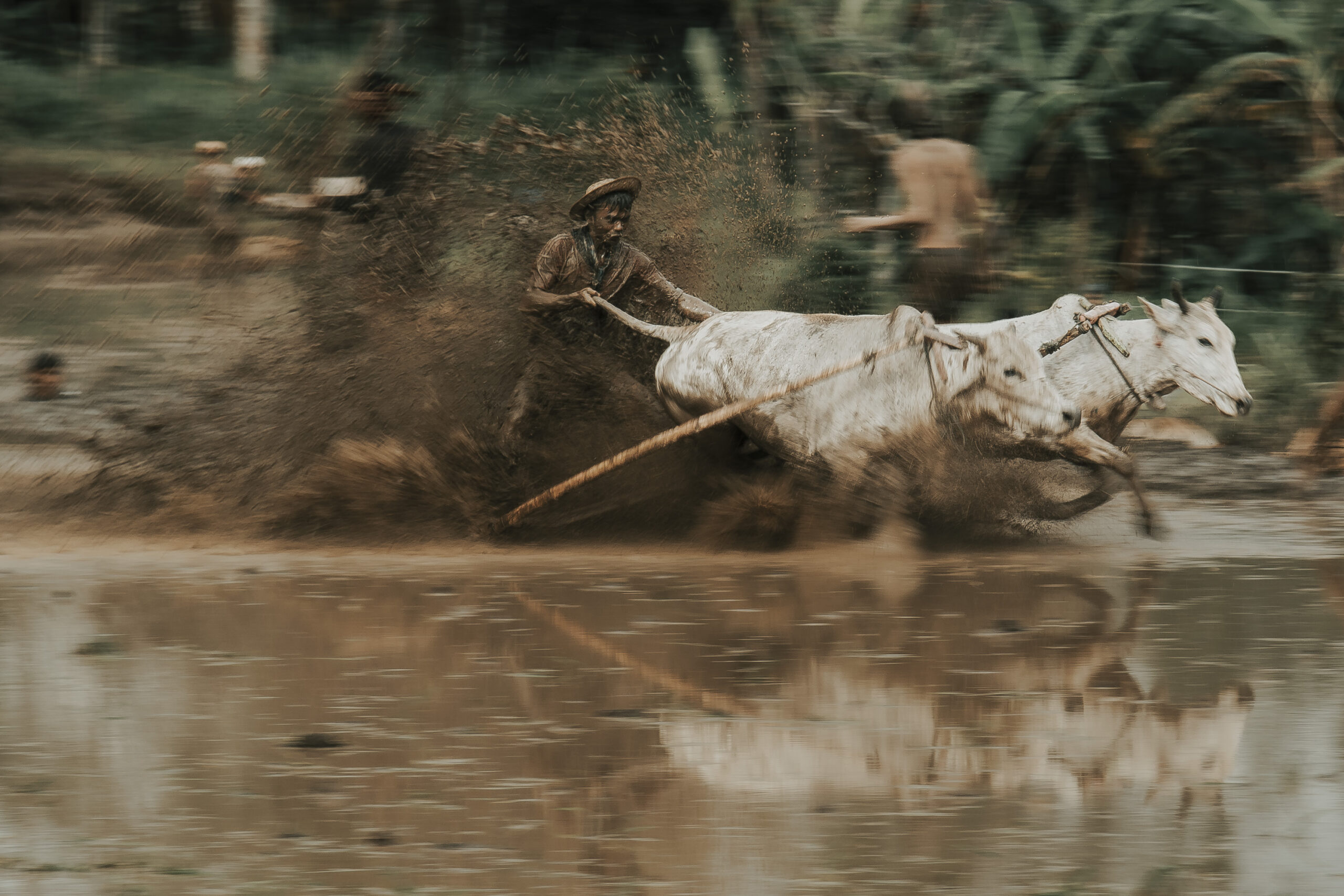 A man racing with two bulls through a muddy field during a traditional event.
