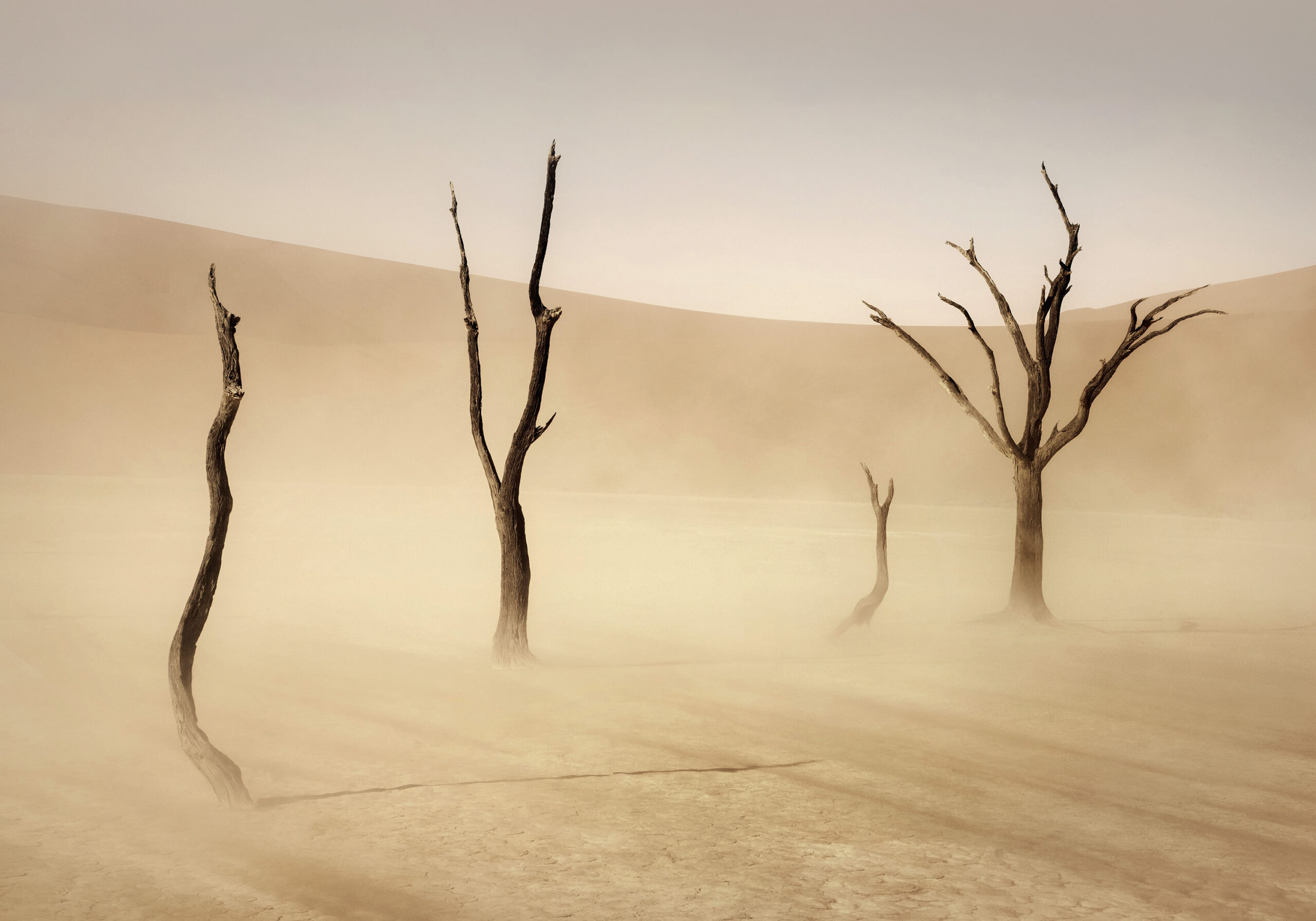 Dead trees standing in a sandy desert during a sandstorm