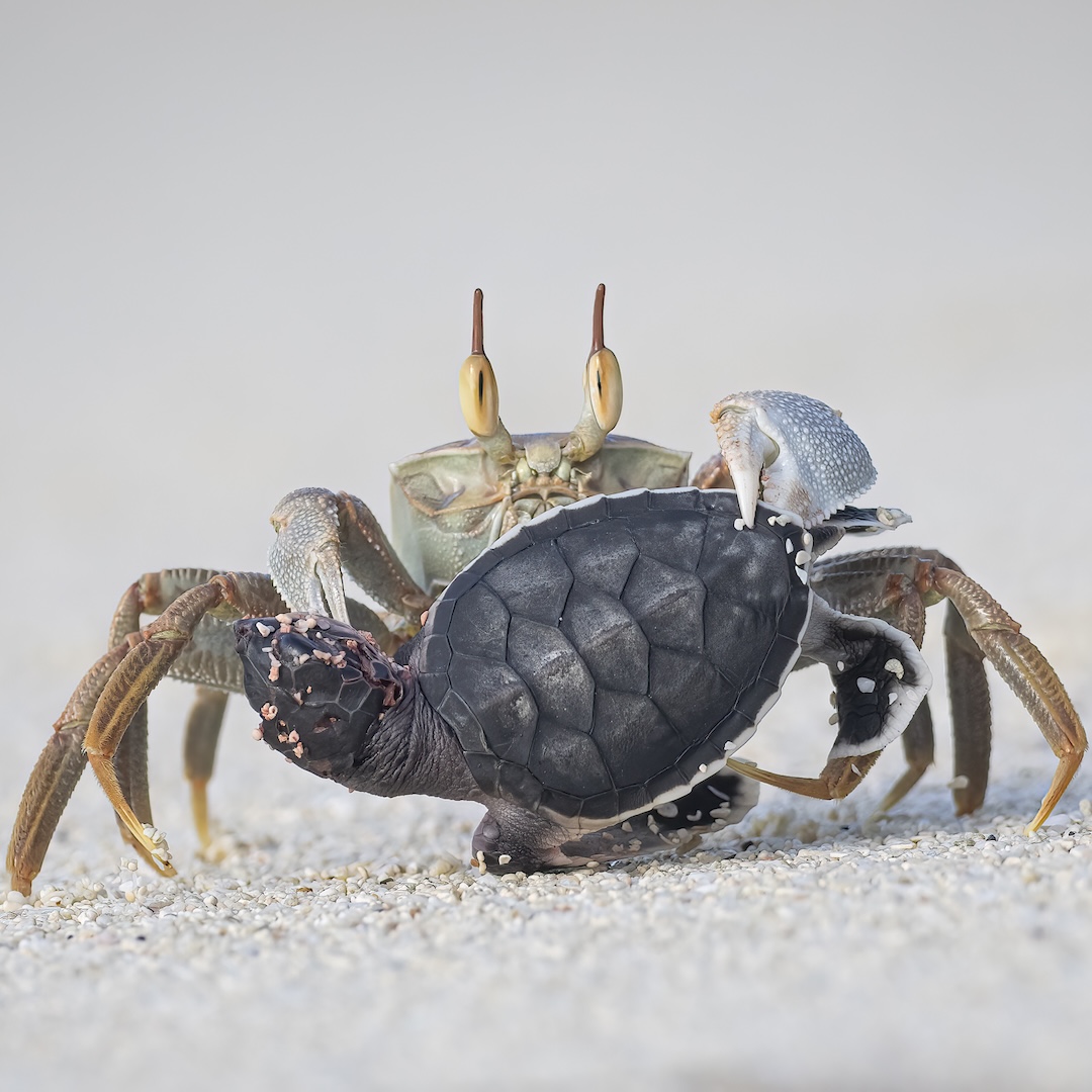 A crab holding a small black turtle hatchling on a sandy beach