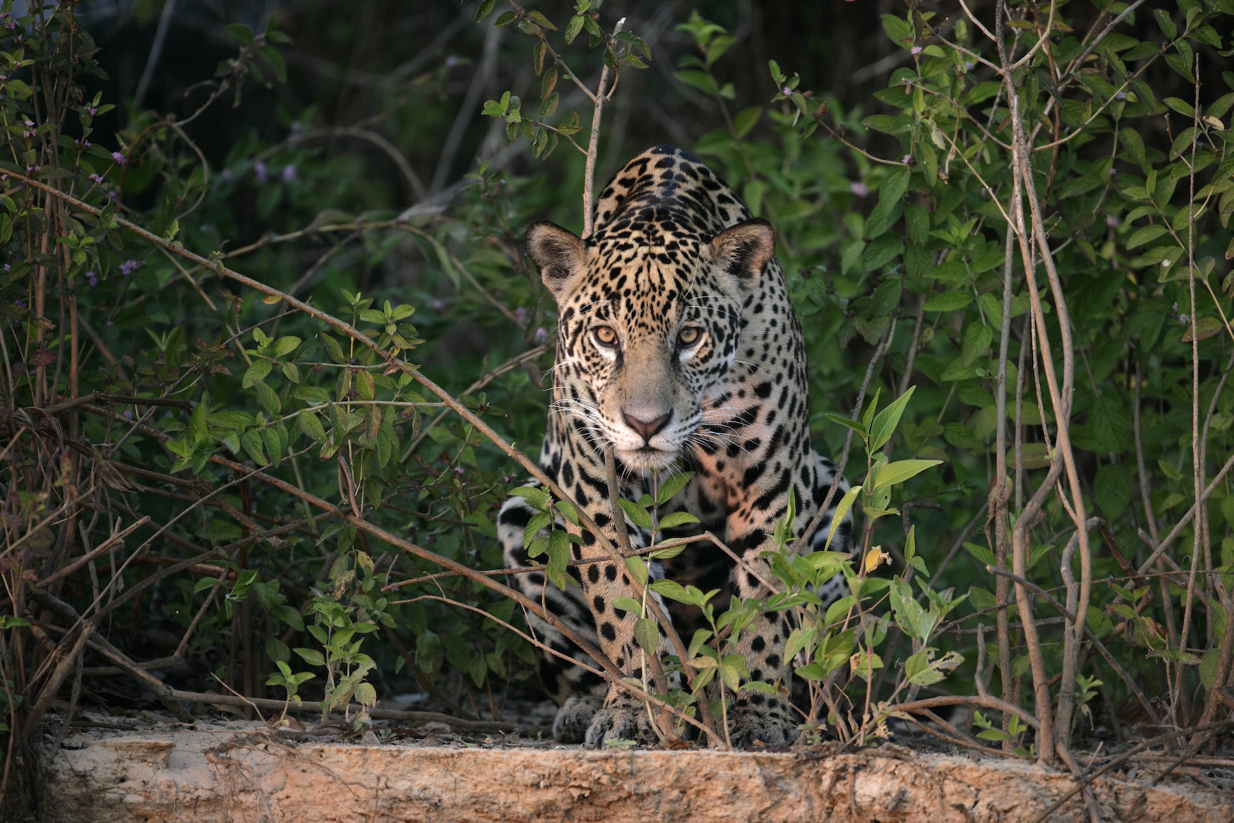 Jaguar, Panthera onca, single mammal in the Pantanal, Brazil