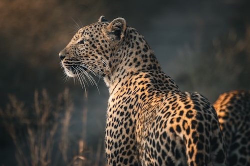 leopard photo safari