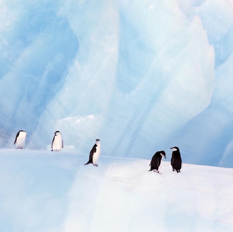 Penguins waddling on an iceberg.