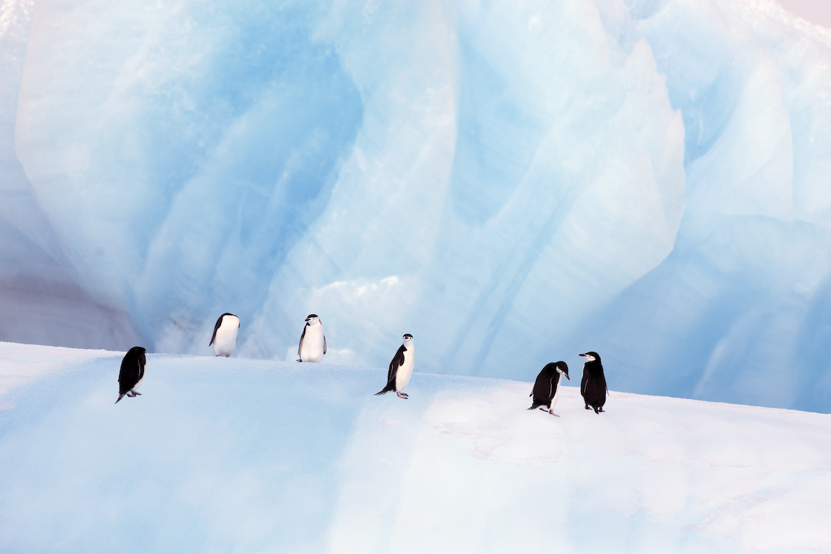 Penguins standing on ice in front of a large blue glacier wall
