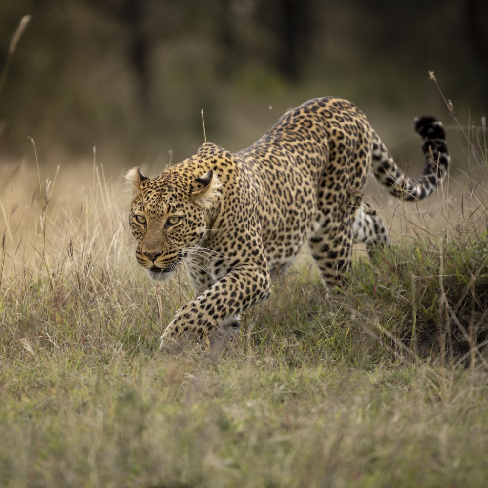 A leopard strides through tall grass in Maasai Mara.